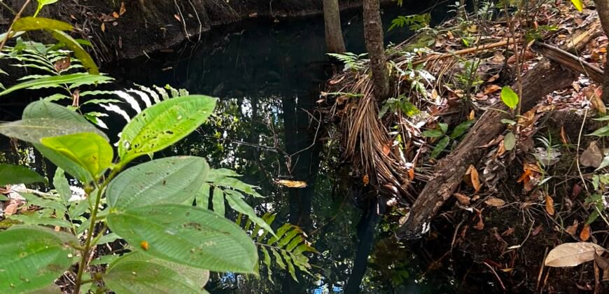 🌿 Fazenda à Venda | Água em Abundância e Excelente Potencial Produtivo na Chapada dos Veadeiros