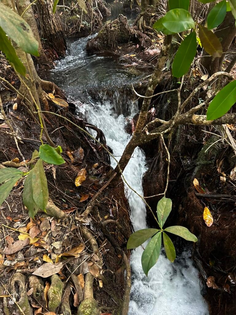 🌿 Fazenda à Venda | Água em Abundância e Excelente Potencial Produtivo na Chapada dos Veadeiros