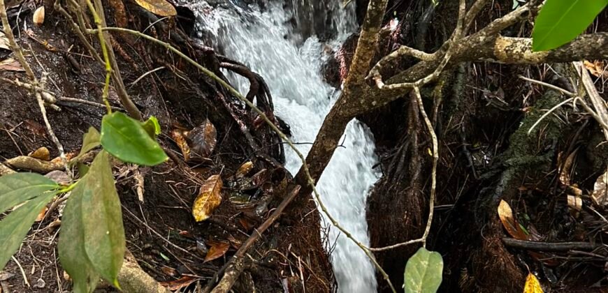 🌿 Fazenda à Venda | Água em Abundância e Excelente Potencial Produtivo na Chapada dos Veadeiros