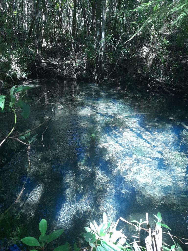 Chapara 4ha – Fazendo Novo Rumo – 14 de Alto Paraíso sentido São Jorge